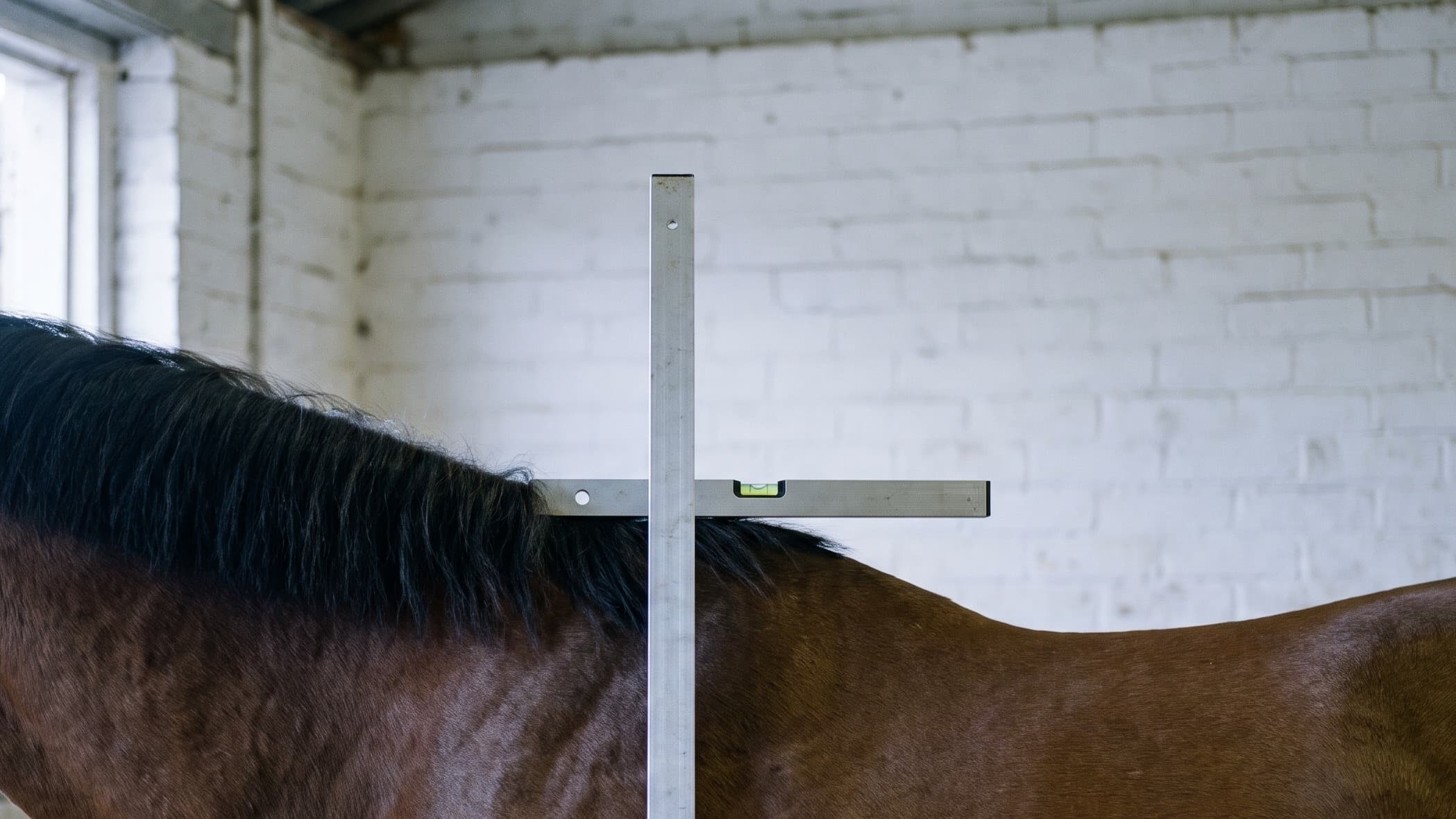 Un hipómetro de aluminio en vertical junto a un caballo castaño en una cuadra encalada, con el brazo nivelado apoyado en la cruz, donde termina la crin negra.