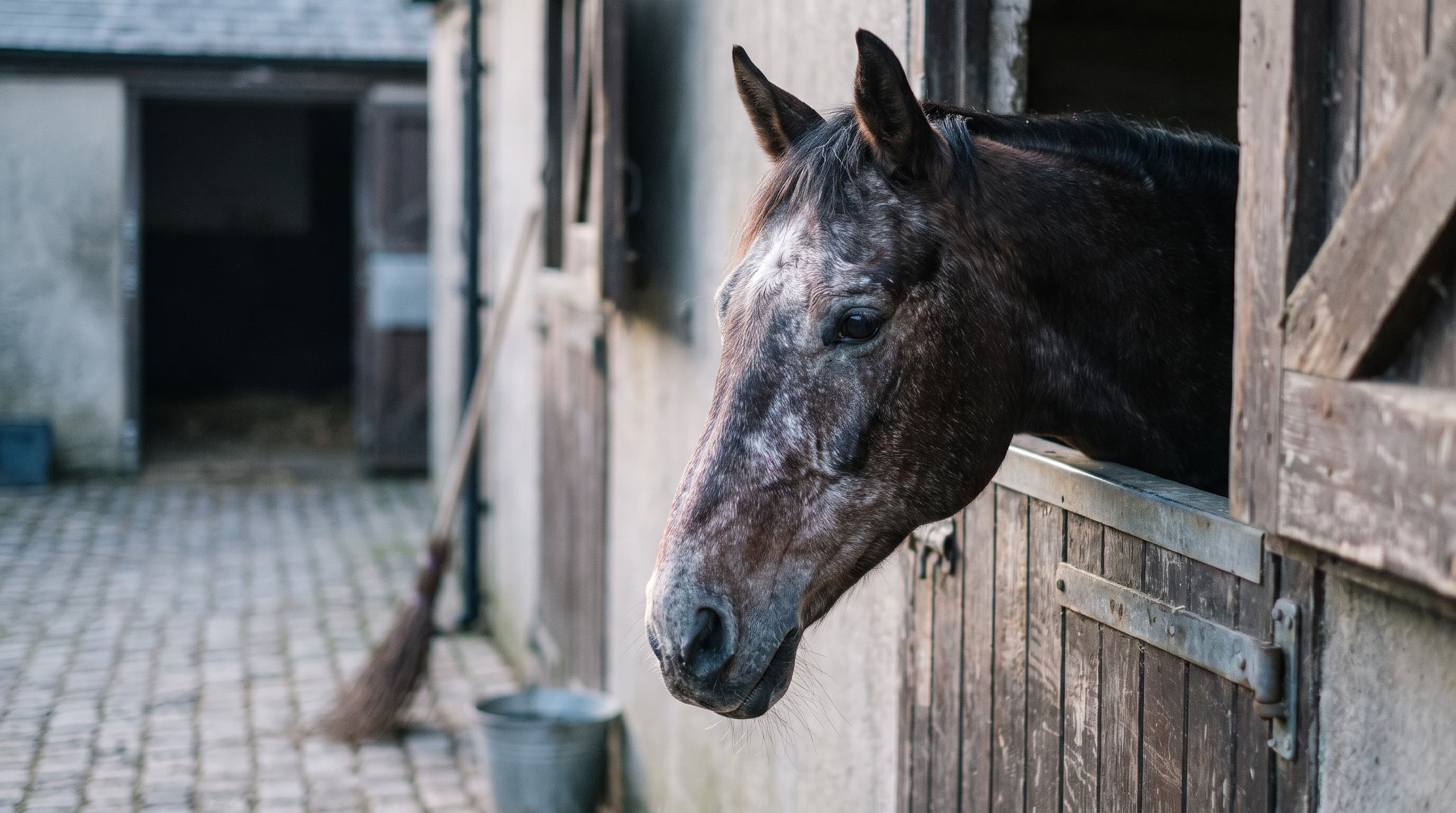 Un caballo viejo castaño oscuro con la cara encanecida mira por encima de una puerta de cuadra desgastada hacia un patio empedrado, con una escoba y un cubo apoyados en la pared de detrás.